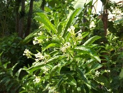 Plant Images