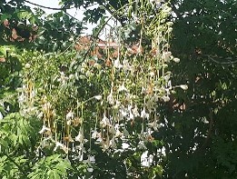 Plant Images