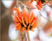 Plant Images