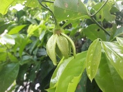 Plant Images