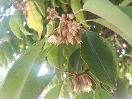 Plant Images