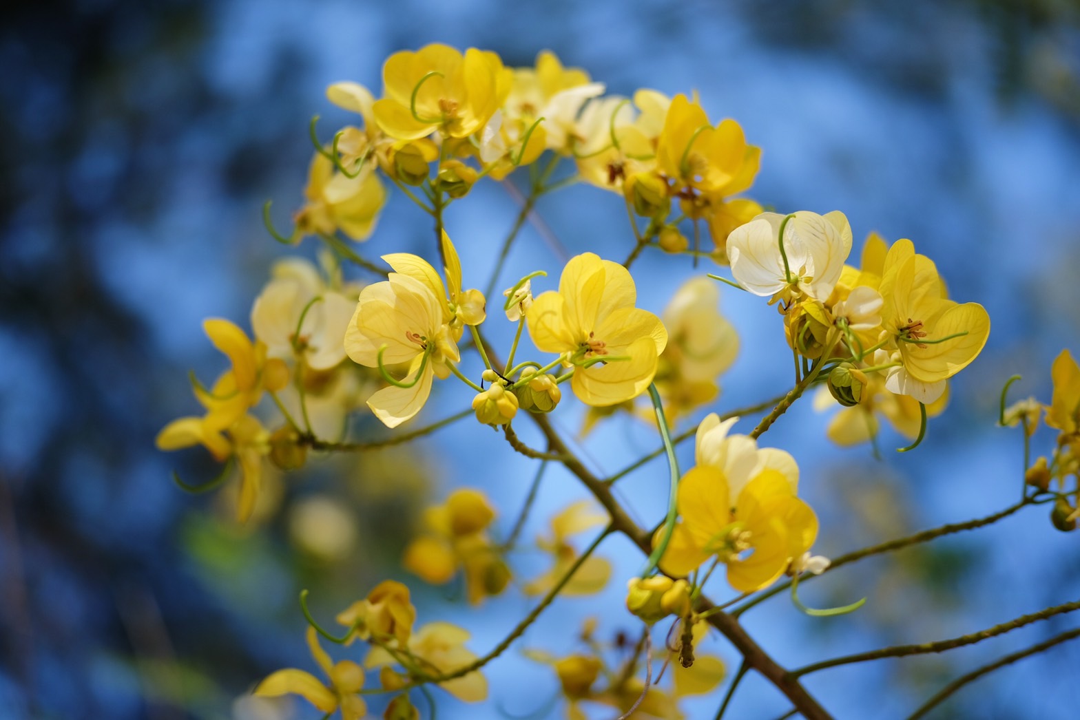 Plant Images