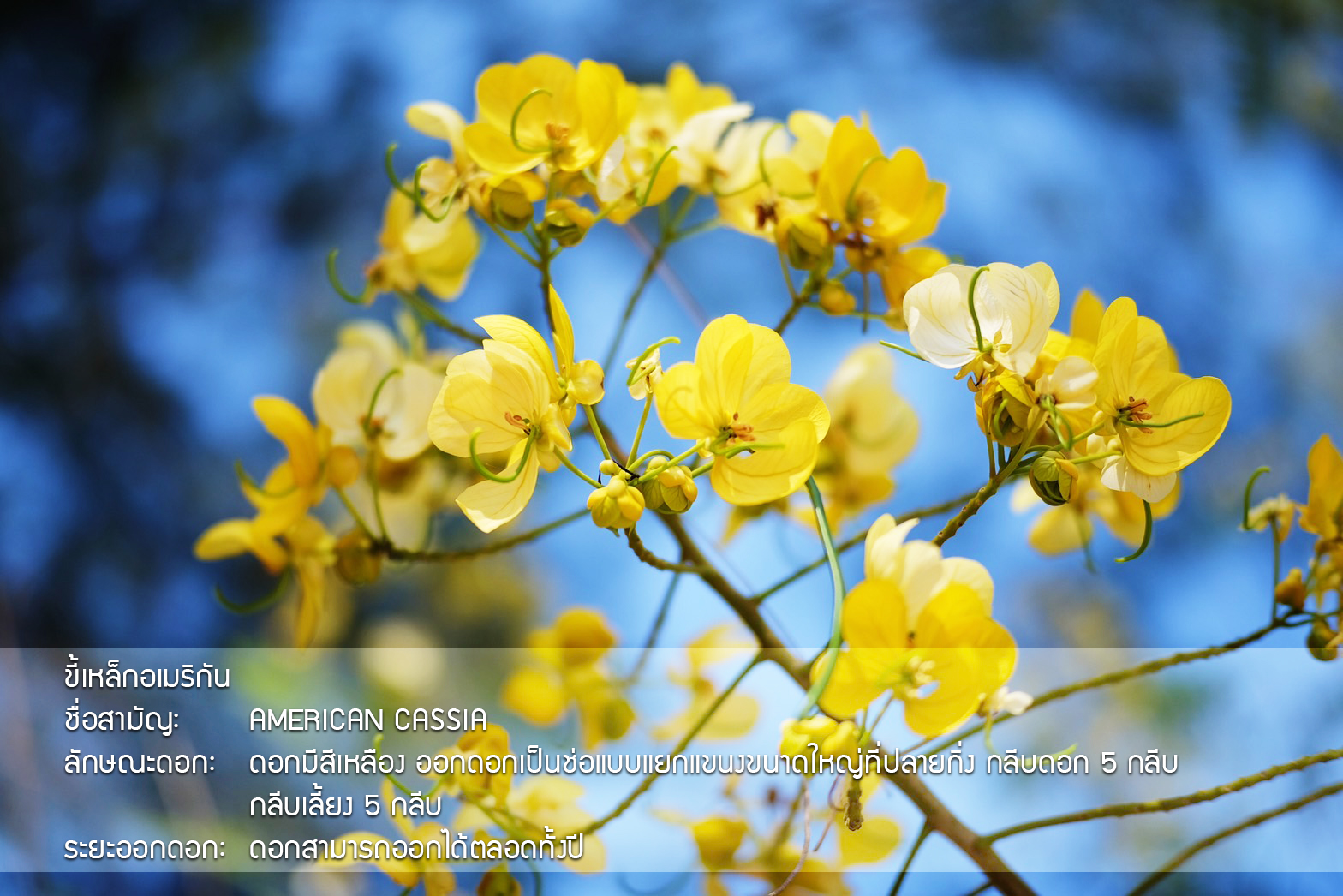 Plant Images