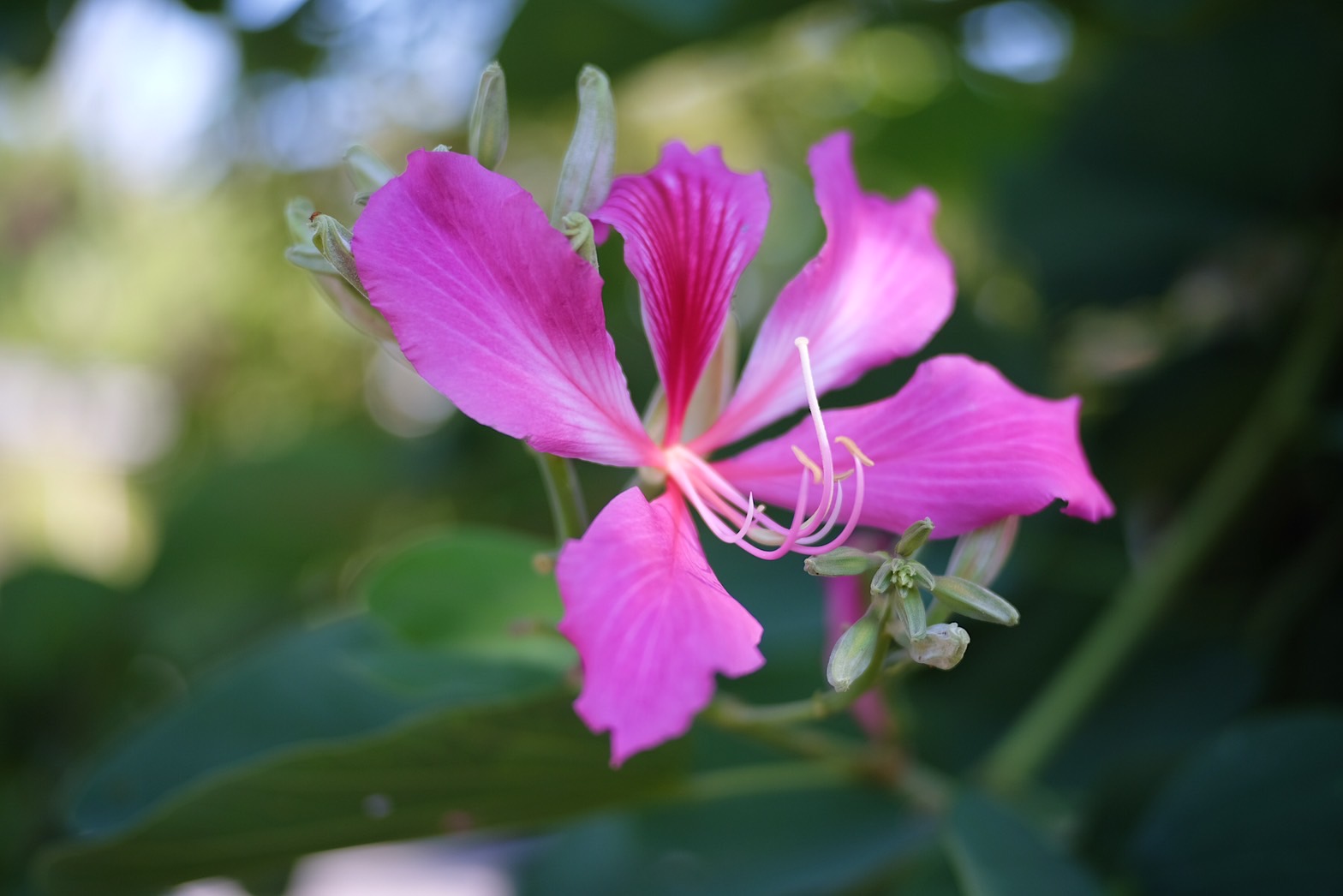 Plant Images