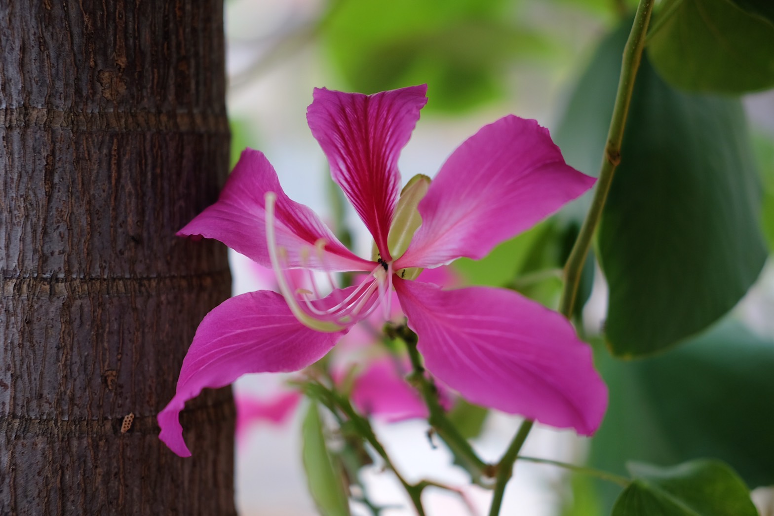 Plant Images