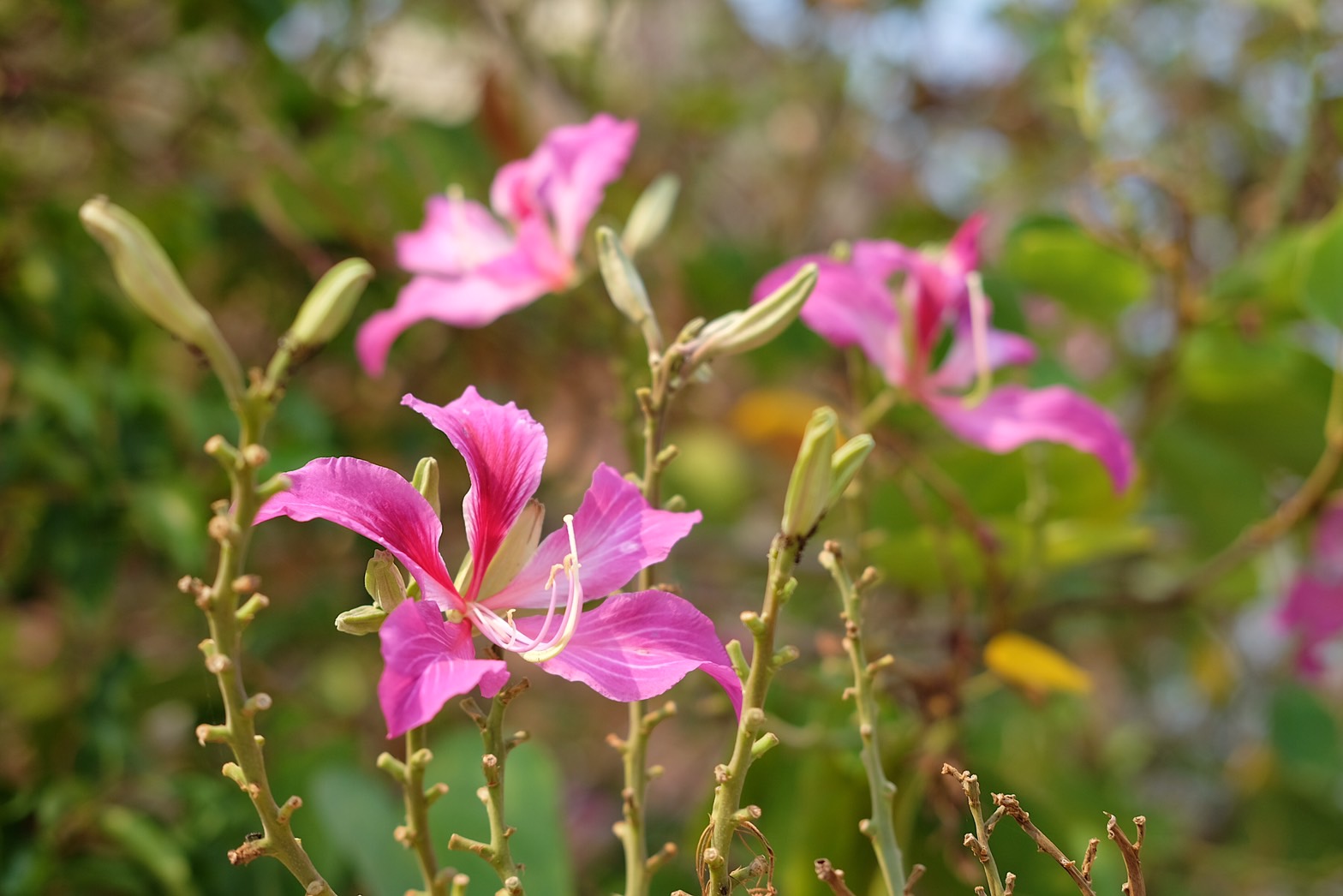 Plant Images
