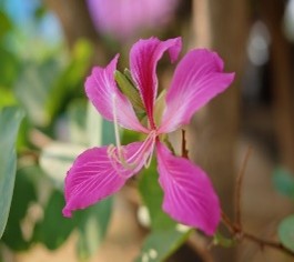 Plant Images