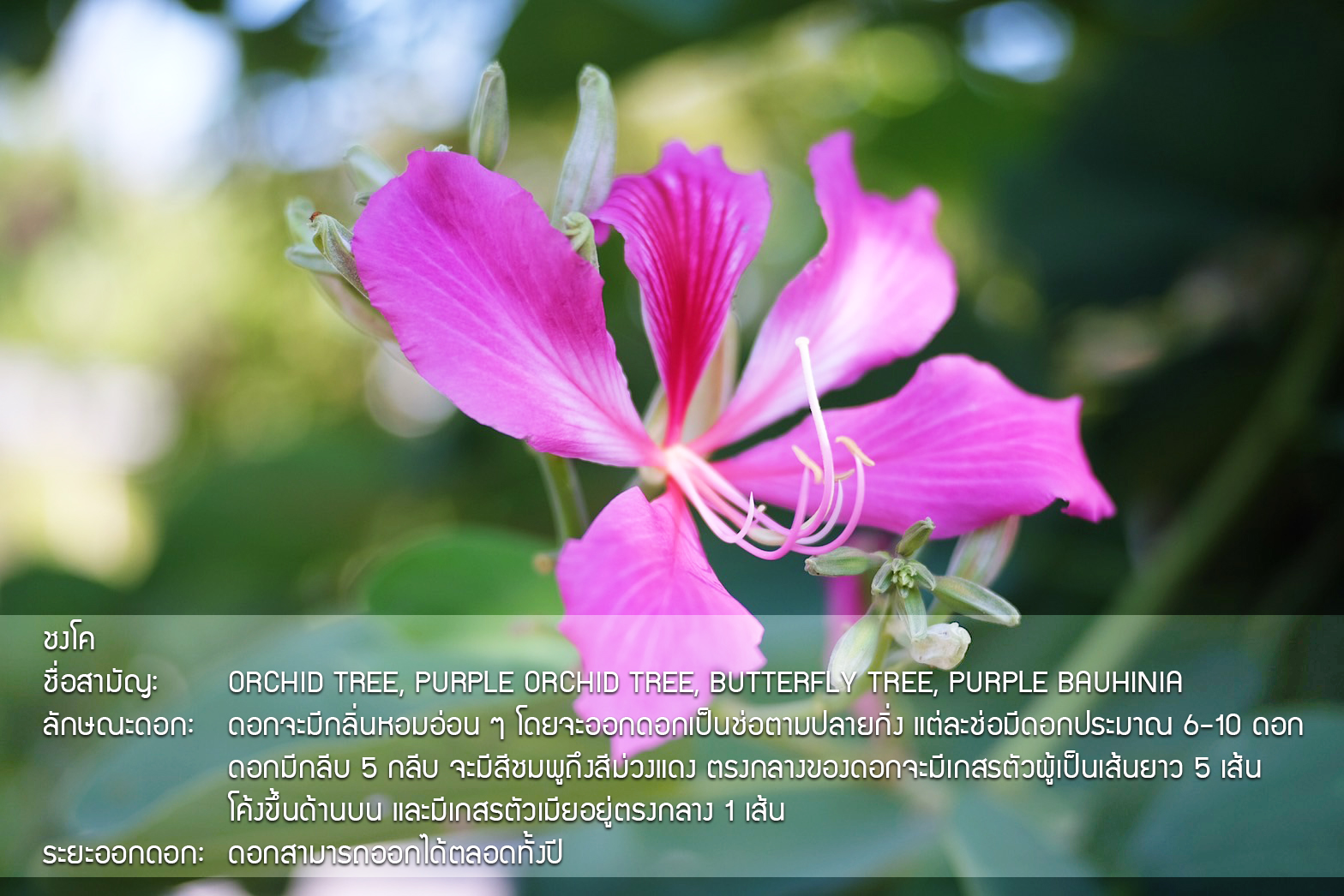 Plant Images