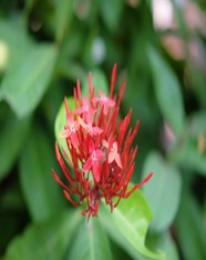 Plant Images