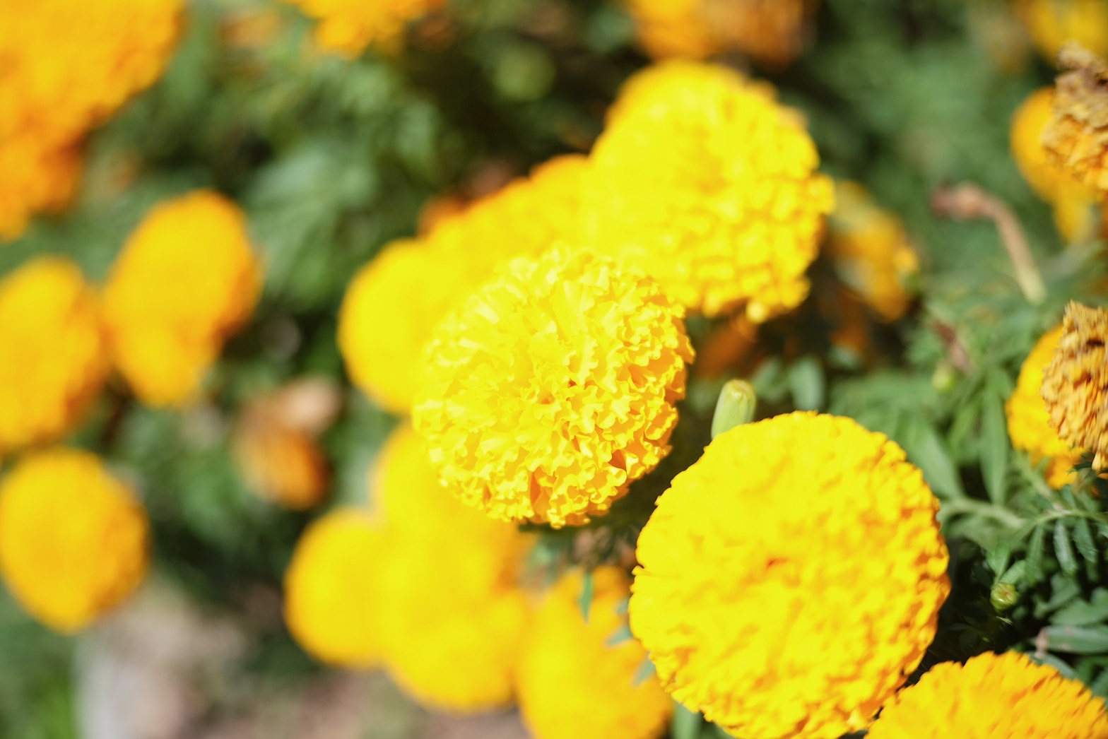 Plant Images