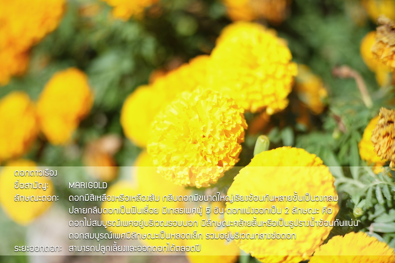Plant Images