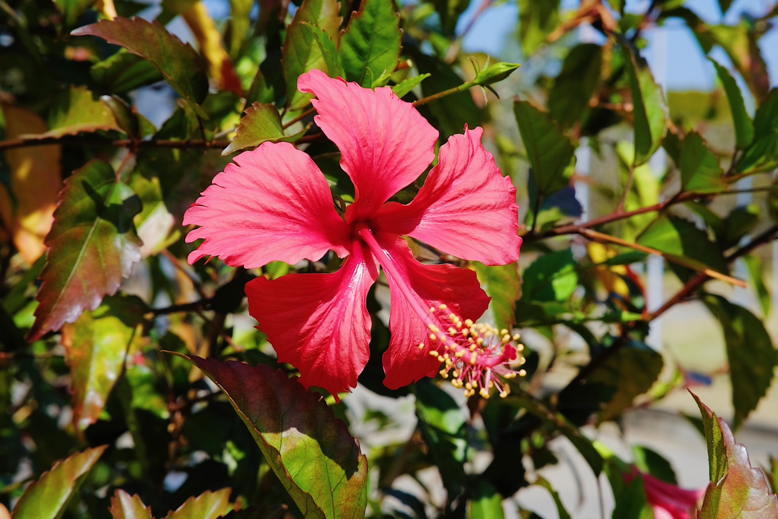 Plant Images