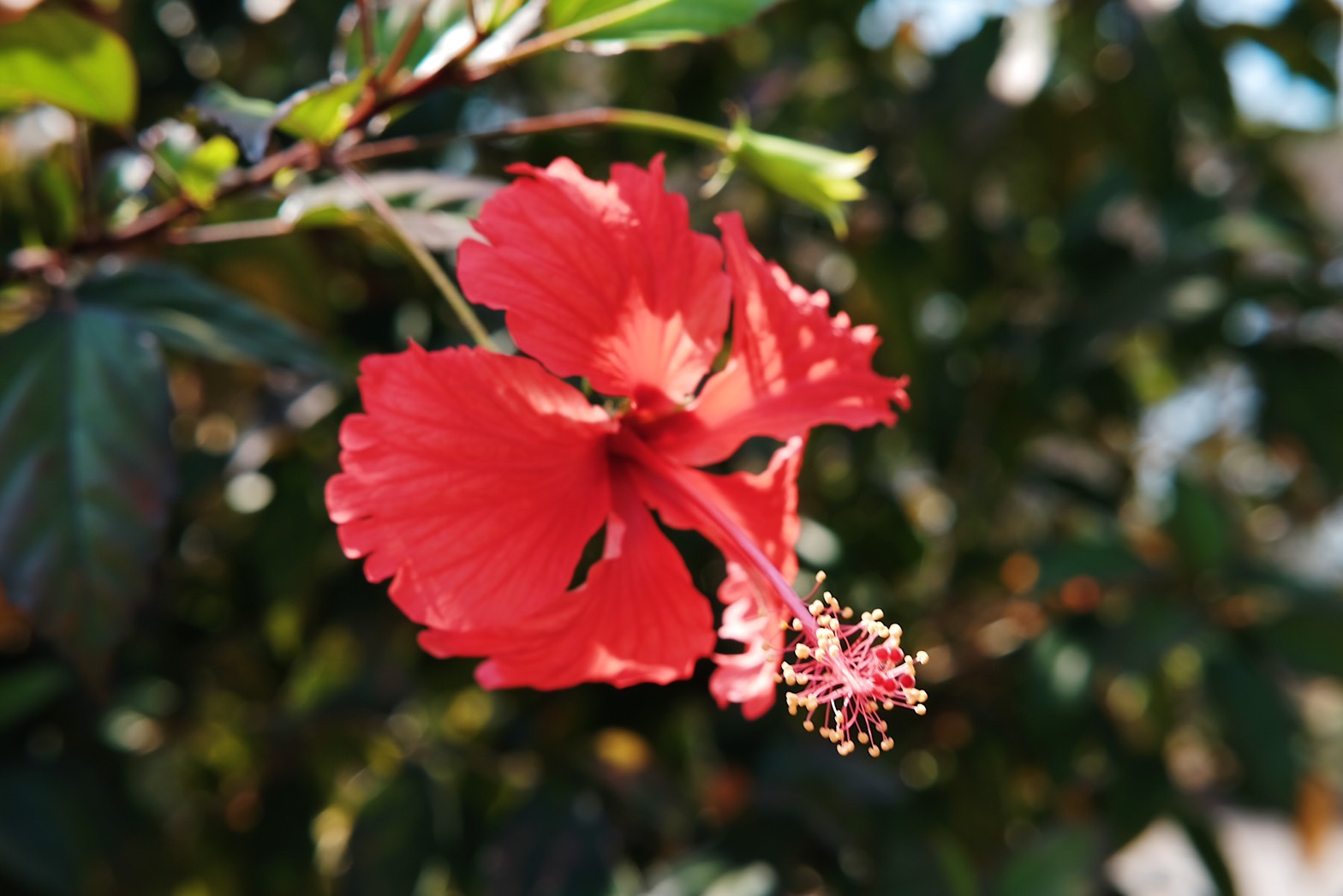 Plant Images