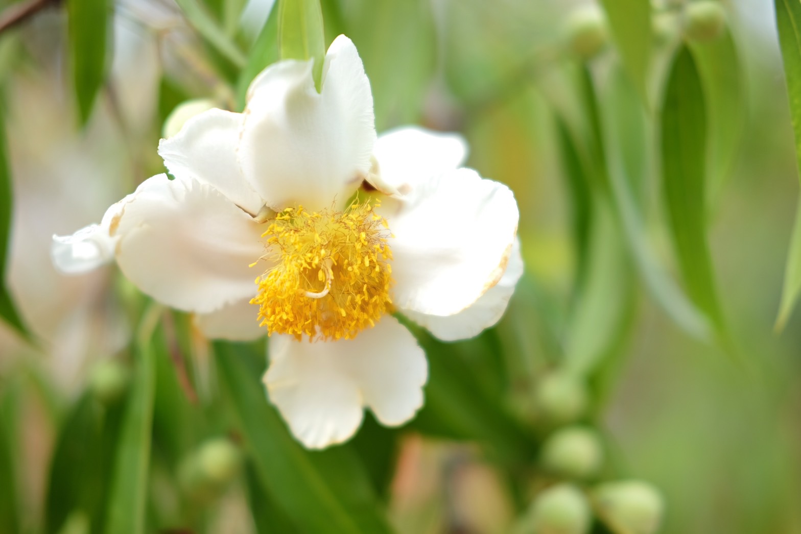 Plant Images