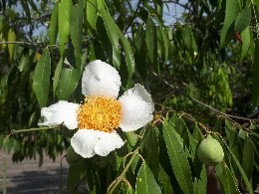 Plant Images