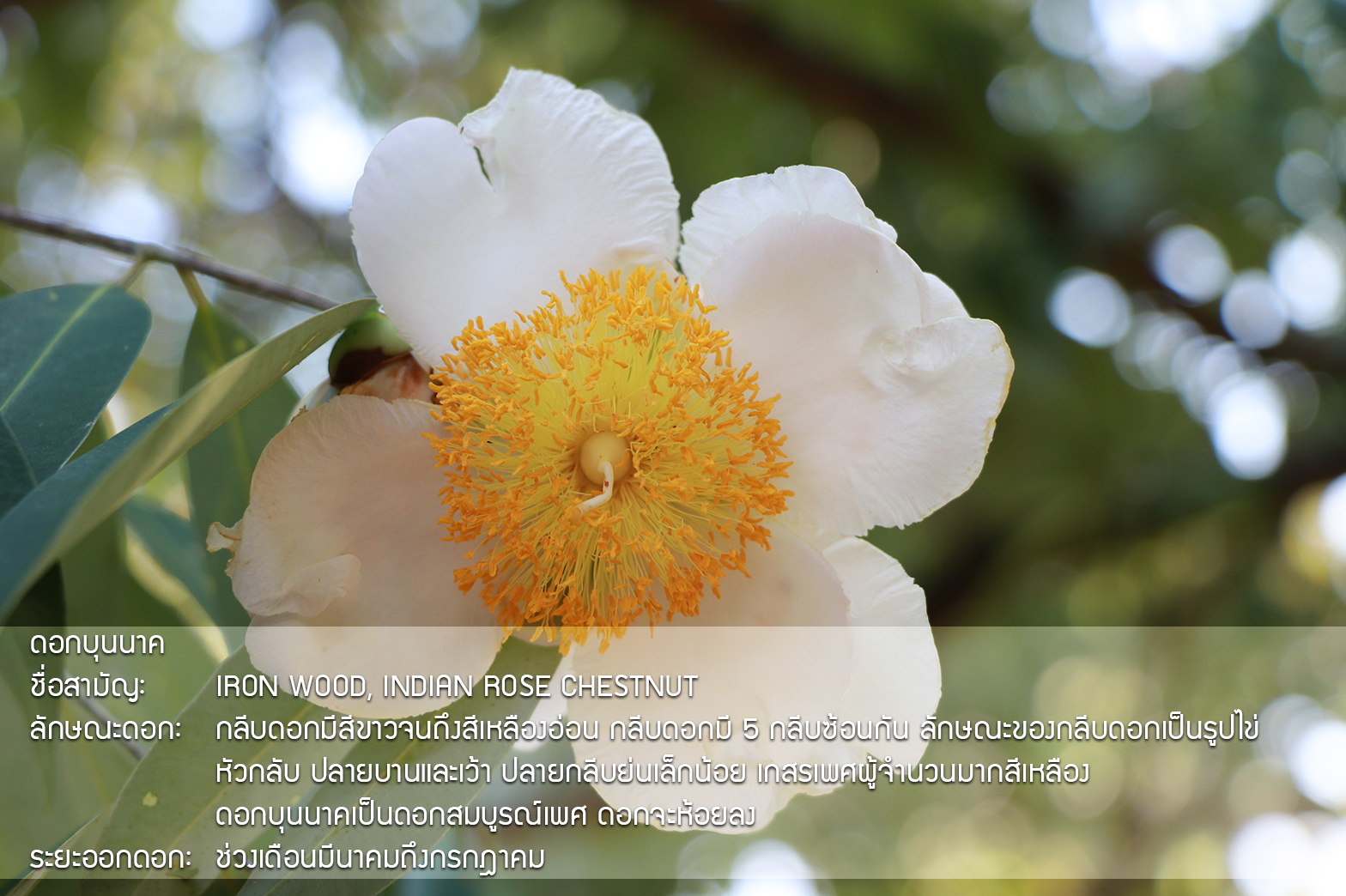 Plant Images