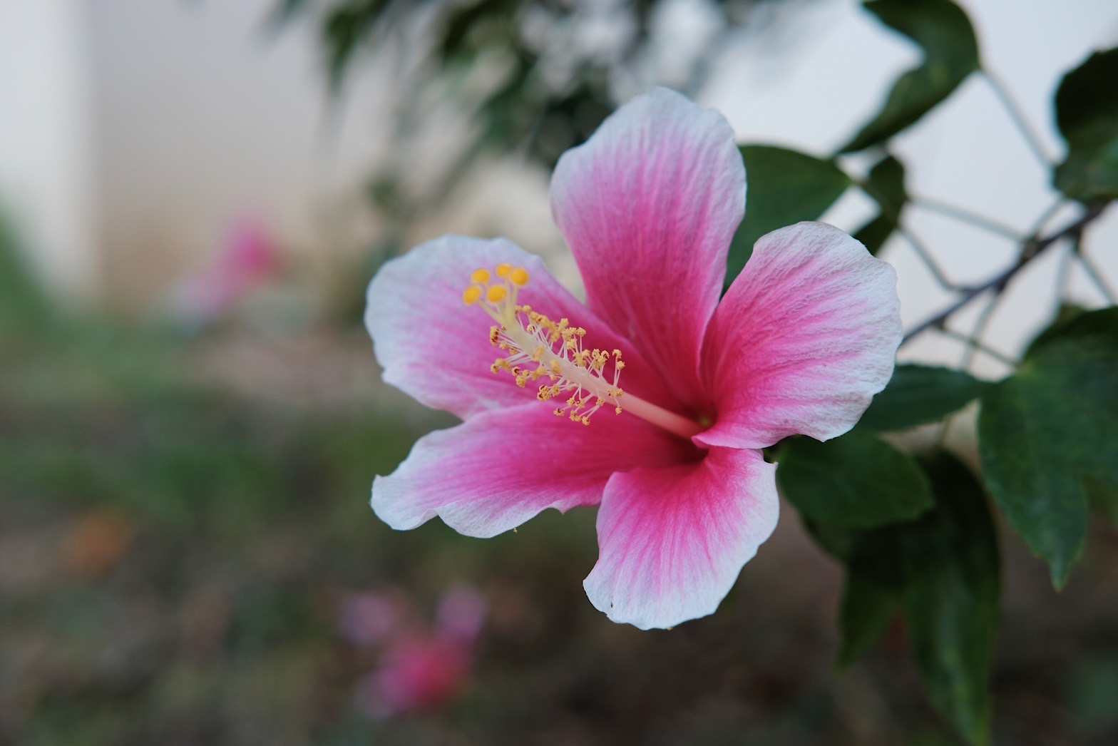 Plant Images