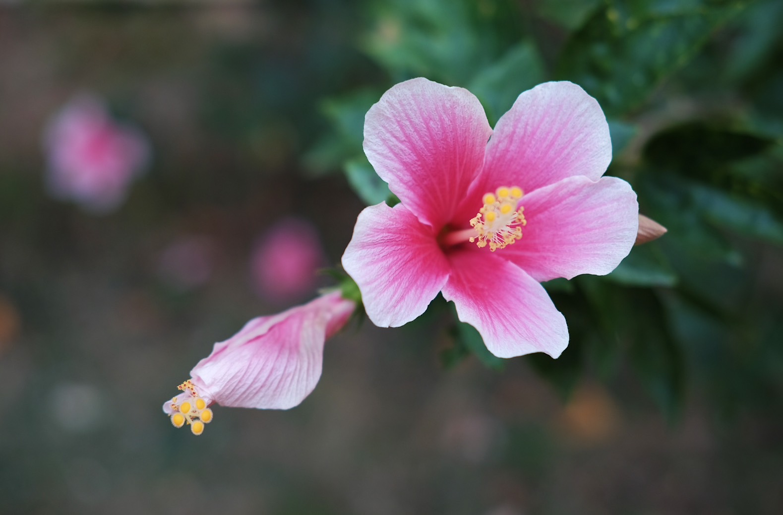 Plant Images