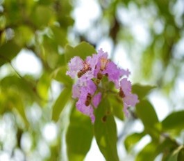 Plant Images