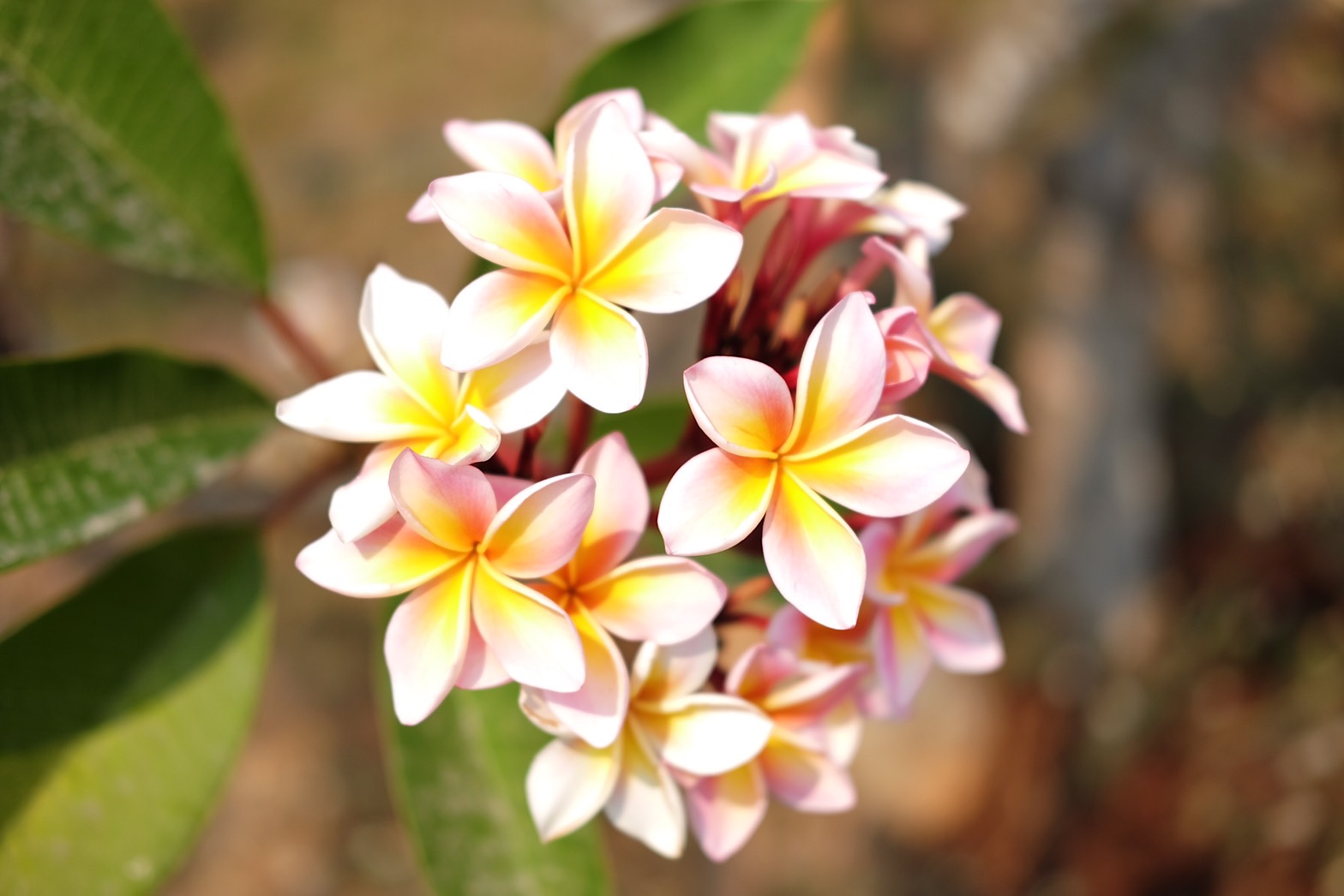 Plant Images