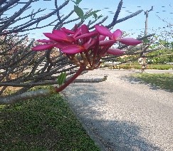 Plant Images