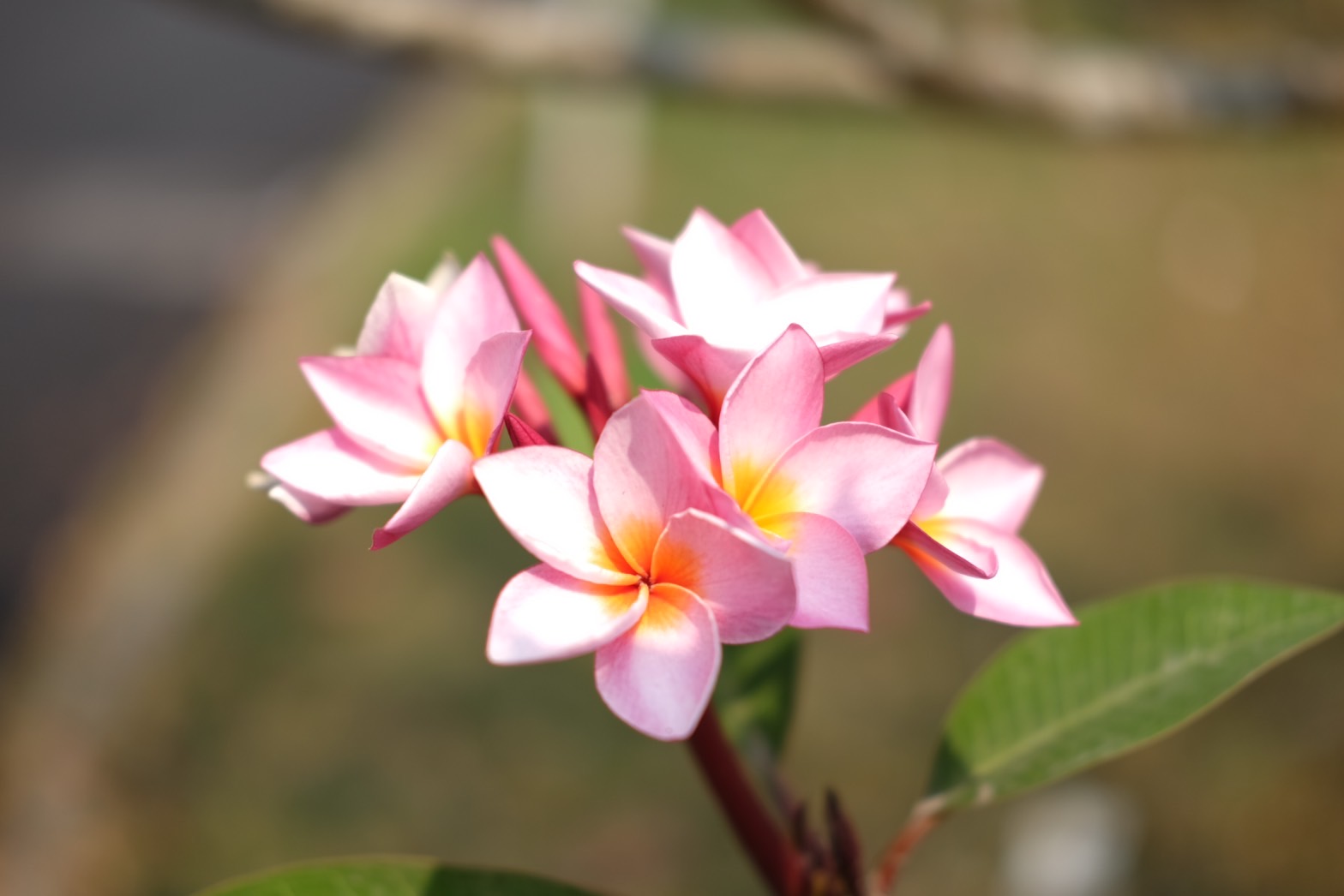 Plant Images