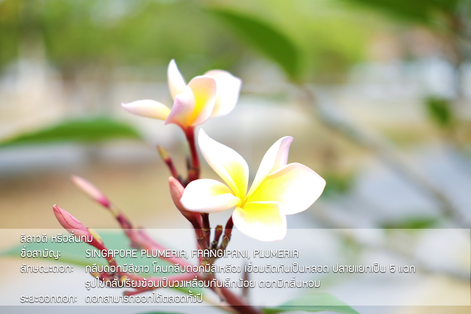 Plant Images