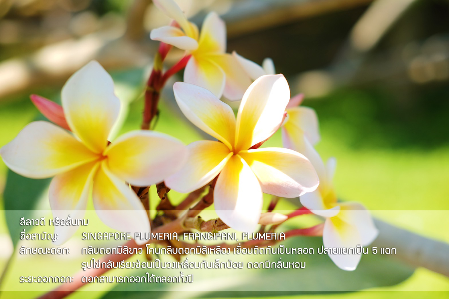Plant Images