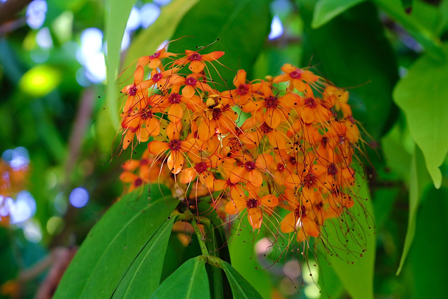 Plant Images