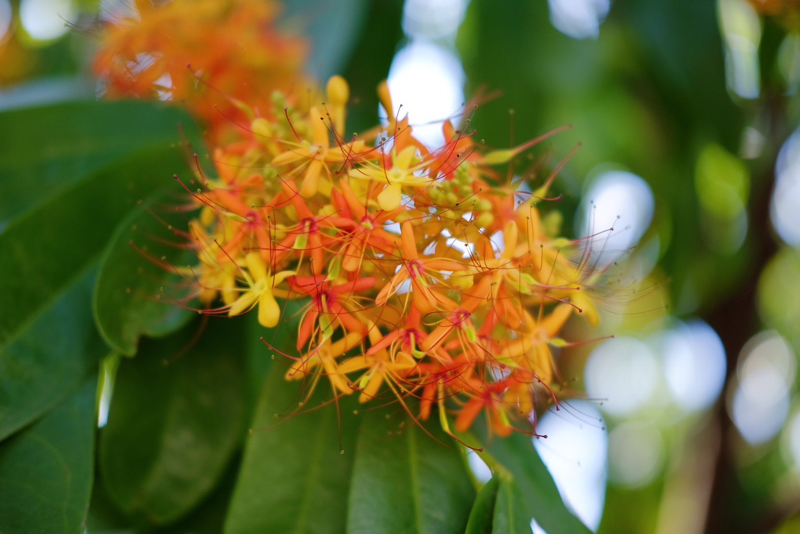Plant Images