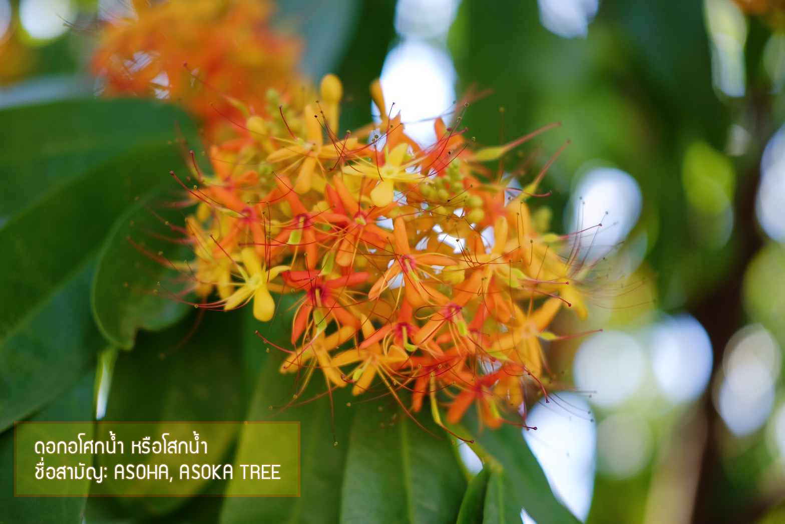 Plant Images