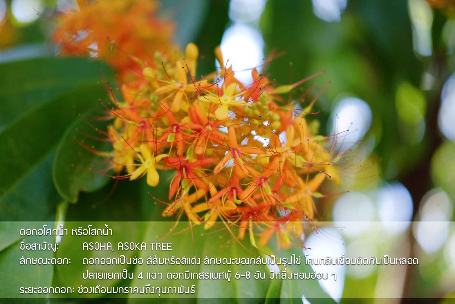 Plant Images