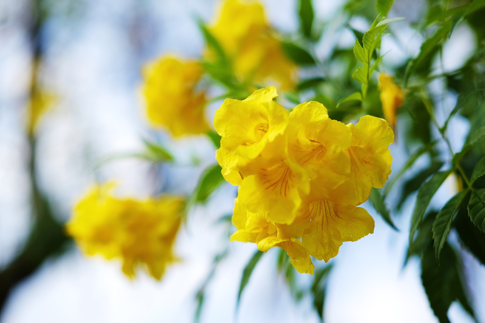 Plant Images