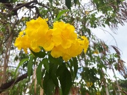 Plant Images