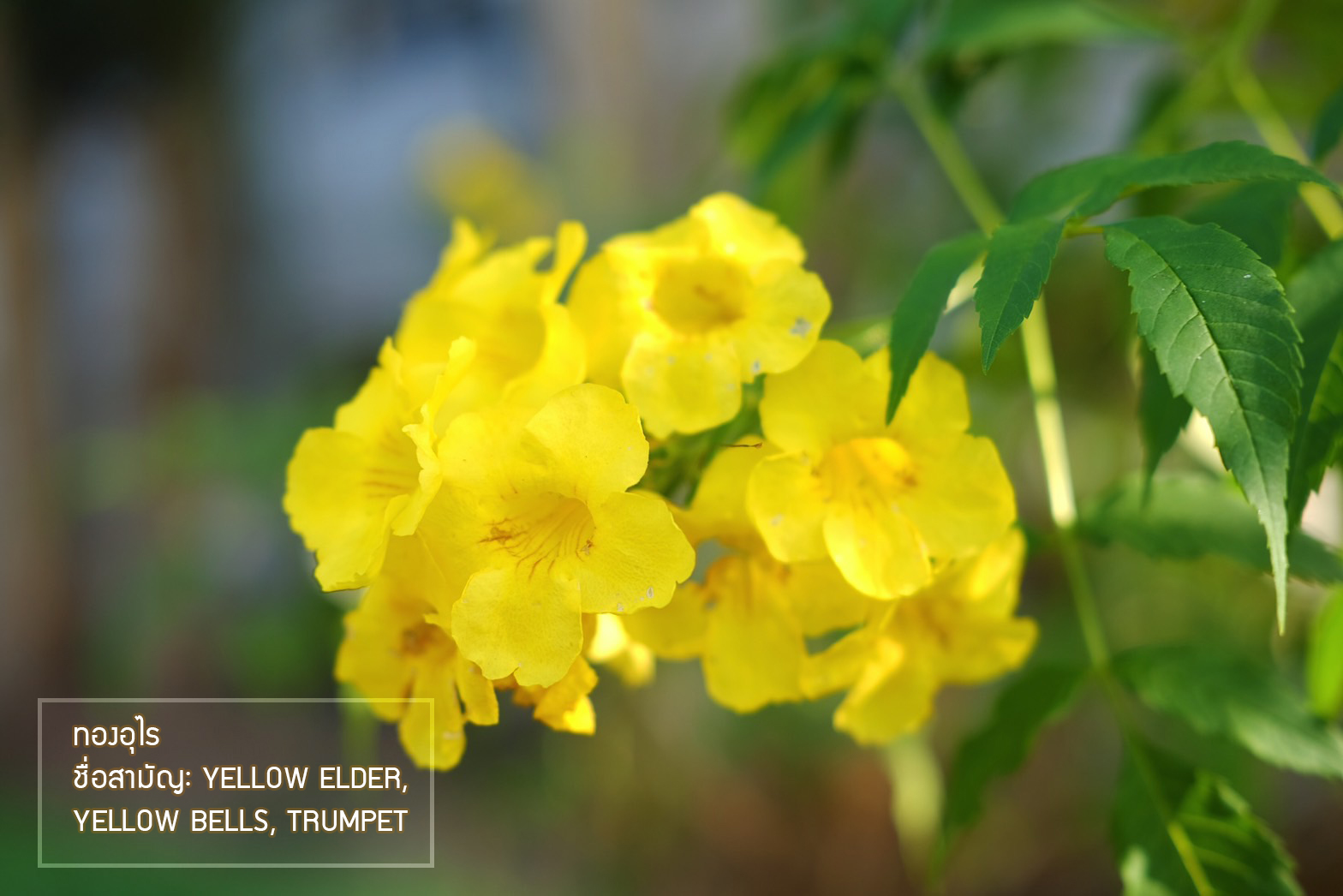 Plant Images