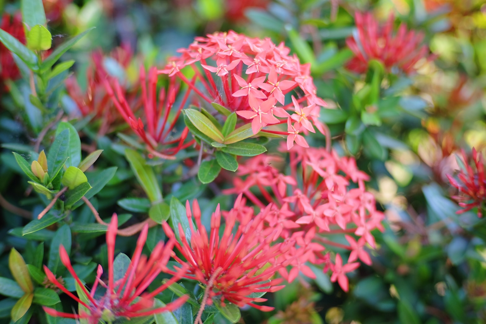 Plant Images
