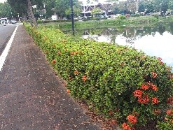 Plant Images