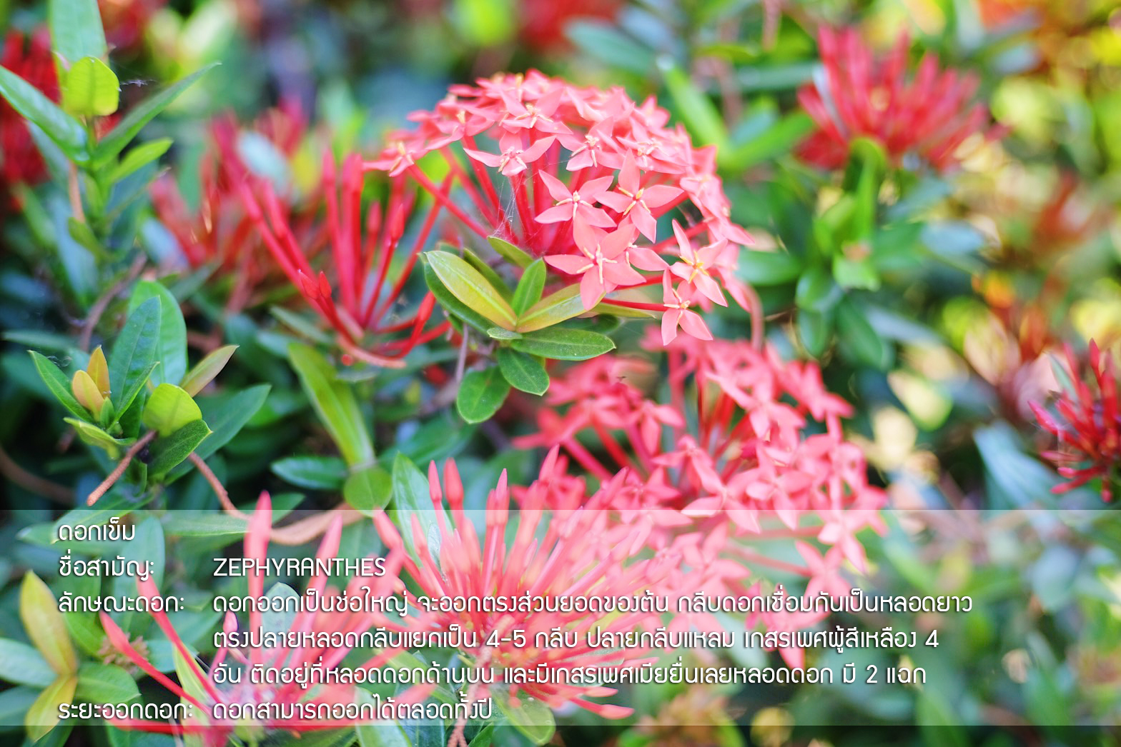 Plant Images