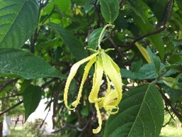 Plant Images