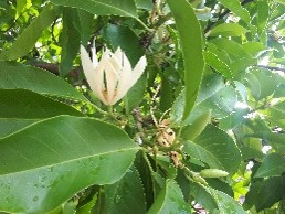 Plant Images
