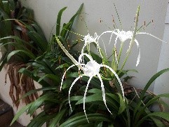 Plant Images