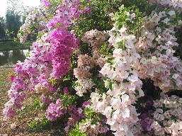 Plant Images